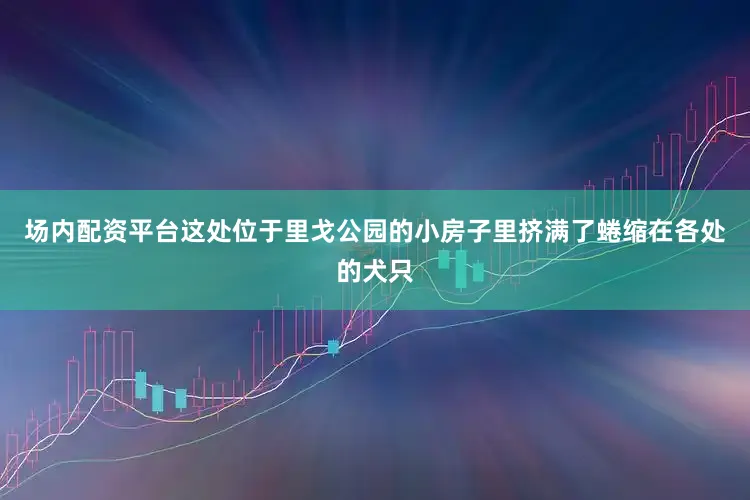 场内配资平台这处位于里戈公园的小房子里挤满了蜷缩在各处的犬只